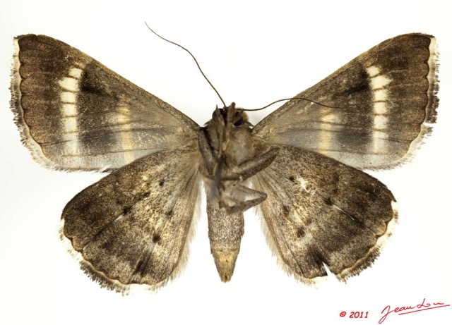 0028 Heterocera 195b (FV) Noctuidae Grammodes bifaciata 11E5K2IMG_68666wtmk.jpg