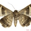 0028 Heterocera 195b (FV) Noctuidae Grammodes bifaciata 11E5K2IMG_68666wtmk.jpg