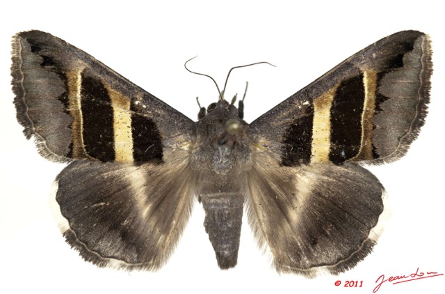 0029 Heterocera 197a (FD) Noctuidae Grammodes congesta 11E5K2IMG_68681wtmk.jpg