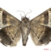 0030 Heterocera 197a (FV) Noctuidae Grammodes congesta 11E5K2IMG_68682wtmk.jpg