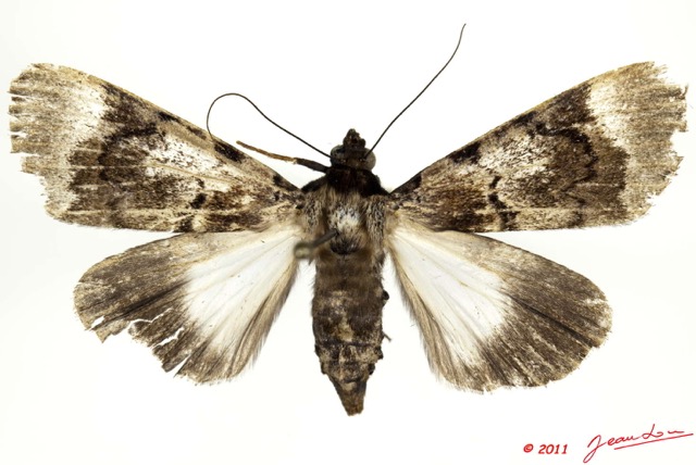 0031 Heterocera 197b (FD) Noctuidae Audea hemihyala Karsh f 11E5K2IMG_68687wtmk.jpg