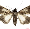 0031 Heterocera 197b (FD) Noctuidae Audea hemihyala Karsh f 11E5K2IMG_68687wtmk.jpg