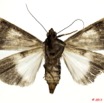 0032 Heterocera 197b (FV) Noctuidae Audea hemihyala Karsh f 11E5K2IMG_68688wtmk.jpg