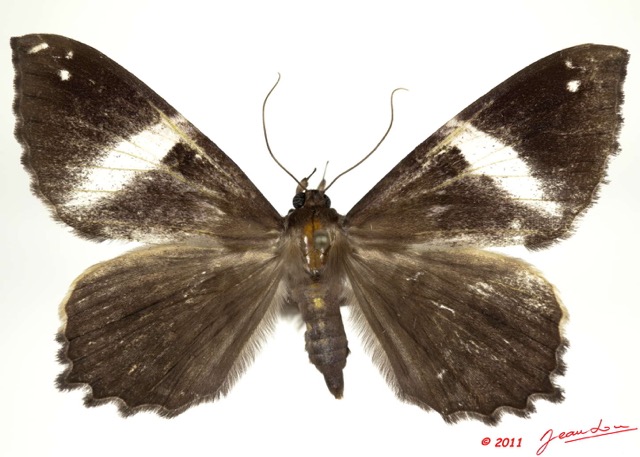 0033 Heterocera 198c (FD) Noctuidae Geometrimima callista Holland 1894 11E5K2IMG_68707wtmk.jpg