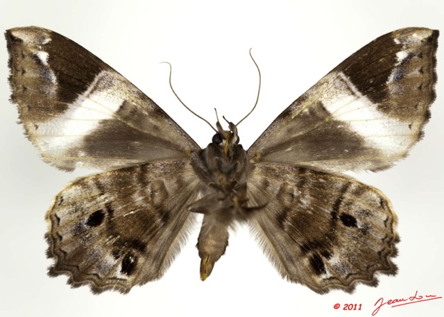 0034 Heterocera 198c (FV) Noctuidae Geometrimima callista Holland 1894 11E5K2IMG_68708wtmk.jpg