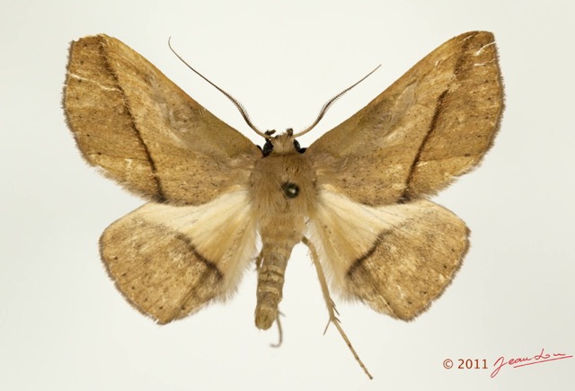 0035 Heterocera 200a (FD) Noctuidae Catocalinae Ugia sp 11E5K2IMG_72822wtmk.jpg