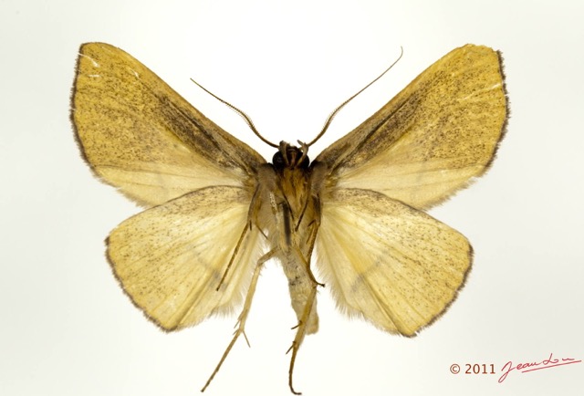 0036 Heterocera 200a (FV) Noctuidae Catocalinae Ugia sp 11E5K2IMG_72823wtmk.jpg