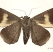 0040 Heterocera 200d (FV) Noctuidae 12E5K2IMG_73863wtmk.jpg