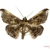 0041 Heterocera 202a (FD) Noctuidae Euippodes sp 12E5K2IMG_76695wtmk.jpg