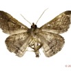 0042 Heterocera 202a (FV) Noctuidae Euippodes sp 12E5K2IMG_76696wtmk.jpg
