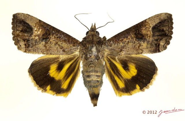 0043 Heterocera 202c (FD) Noctuidae Hypocala sp 12E5K2IMG_76701wtmk.jpg