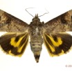 0043 Heterocera 202c (FD) Noctuidae Hypocala sp 12E5K2IMG_76701wtmk.jpg