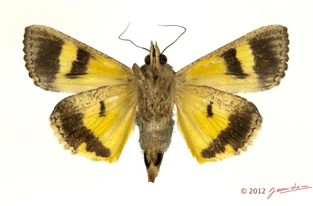 0044 Heterocera 202c (FV) Noctuidae Hypocala sp 12E5K2IMG_76702wtmk.jpg