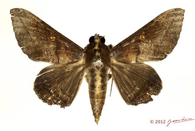 0045 Heterocera 203b (FD) Noctuidae Calpinae Ogovia sp 12E5K2IMG_76709wtmk.jpg
