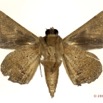 0046 Heterocera 203b (FV) Noctuidae Calpinae Ogovia sp 12E5K2IMG_76710wtmk.jpg
