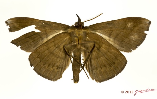 0047 Heterocera 204a (FV) Noctuidae Erebinae Aburina sp 12E5K3IMG_90752wtmk.jpg