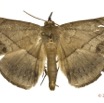 0048 Heterocera 204a (FD) Noctuidae Erebinae Aburina sp 12E5K3IMG_90751wtmk.jpg
