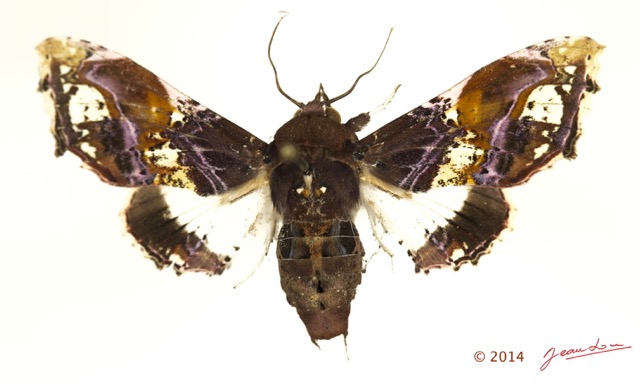 0049 Heterocera 206d (FD) Noctuidae Euteliinae Caligatus angasii 14E5K3IMG_97286wtmk.jpg