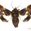 0049 Heterocera 206d (FD) Noctuidae Euteliinae Caligatus angasii 14E5K3IMG_97286wtmk.jpg