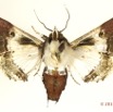 0050 Heterocera 206d (FV) Noctuidae Euteliinae Caligatus angasii 14E5K3IMG_97288wtmk.jpg