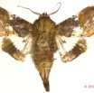 0051 Heterocera 207a (FD) Noctuidae Euteliinae Caligatus angasii 14E5K3IMG_97289wtmk.jpg