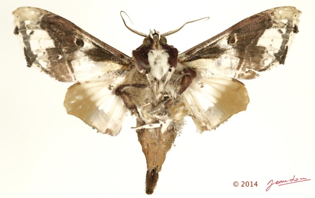 0052 Heterocera 207a (FV) Noctuidae Euteliinae Caligatus angasii 14E5K3IMG_97291wtmk.jpg