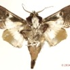 0052 Heterocera 207a (FV) Noctuidae Euteliinae Caligatus angasii 14E5K3IMG_97291wtmk.jpg