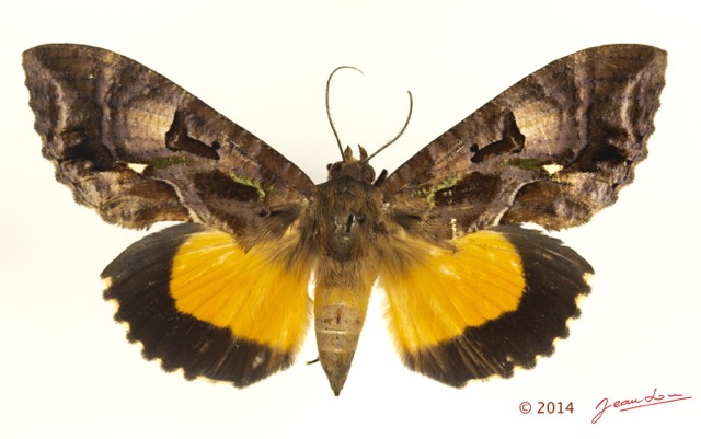 0057 Heterocera 209b (FD) Noctuidae Quadrifinae Calpinae Eudocima Phalonia f 14E5K3IMG_97321wtmk.jpg