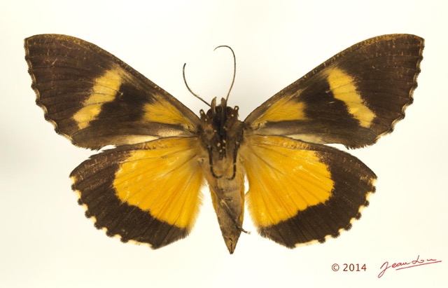 0058 Heterocera 209b (FV) Noctuidae Quadrifinae Calpinae Eudocima Phalonia f  14E5K3IMG_97322wtmk.jpg
