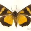 0058 Heterocera 209b (FV) Noctuidae Quadrifinae Calpinae Eudocima Phalonia f  14E5K3IMG_97322wtmk.jpg