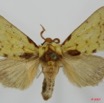 015 Heterocera (FD) Notodontidae Paralophata ansorgei Bethune-Baker 1911 m 7EIMG_2338WTMK.JPG