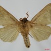 016 Heterocera (FV) Notodontidae Paralophata ansorgei Bethune-Baker 1911 m 7EIMG_2343WTMK.JPG