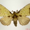 035 Heterocera 188d (FD) Notodontidae Paralophata ansorgei Bethune-Baker 1911 m 10E5K2IMG_64248wtmk.jpg