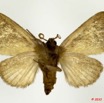 036 Heterocera 188d (FV) Notodontidae Paralophata ansorgei Bethune-Baker 1911 m 10E5K2IMG_64249wtmk.jpg