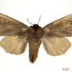 040 Heterocera 198a (FV) Notodontidae 11E5K2IMG_68704wtmk.jpg