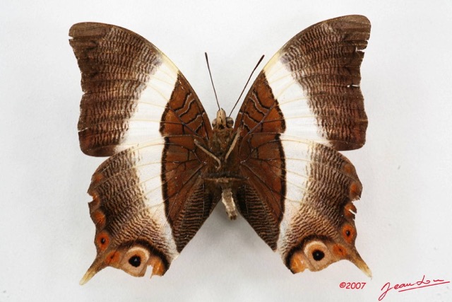 002 Lepidoptera (FV) Nymphalidae Apaturinae Palla violinitens m 7IMG_5096WTMK.JPG