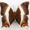 002 Lepidoptera (FV) Nymphalidae Apaturinae Palla violinitens m 7IMG_5096WTMK.JPG