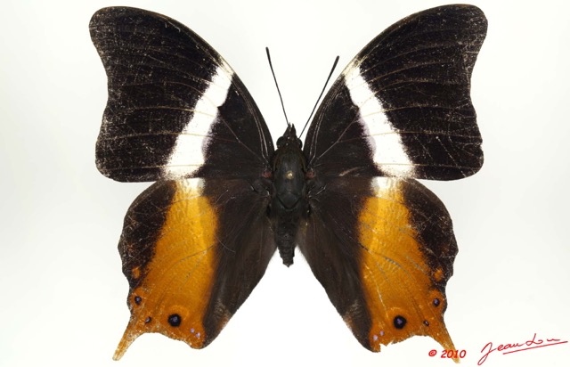 003 Lepidoptera 106d (FD) Nymphalidae Apaturinae Palla usheri m 10E5K2IMG_64285wtmk.jpg