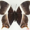 004 Lepidoptera 106d (FV) Nymphalidae Apaturinae Palla usheri m 10E5K2IMG_64286wtmk.jpg