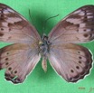 001 Lepidoptera (FD) Nymphalidae Biblidinae Sevenia pechueli f IMG_1648WTMK.JPG