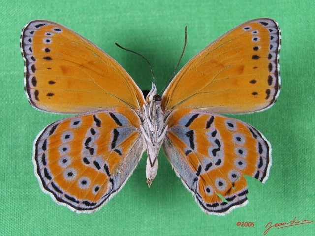 002 Lepidoptera (FV) Nymphalidae Biblidinae Sevenia pechueli f IMG_1649WTMK.JPG