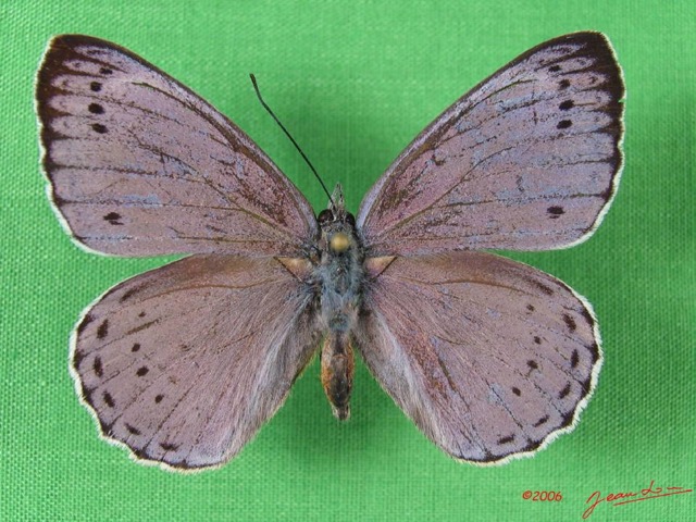 003 Lepidoptera (FD) Nymphalidae Biblidinae Sevenia benguelae m IMG_1650WTMK.JPG