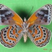 004 Lepidoptera (FV) Nymphalidae Biblidinae Sevenia benguelae m IMG_1651WTMK.JPG