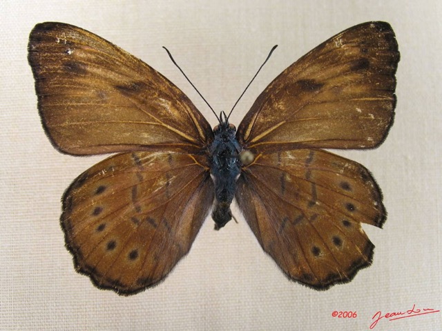 005 Lepidoptera (FD) Nymphalidae Biblidinae Sevenia amulia f IMG_1783WTMK.JPG