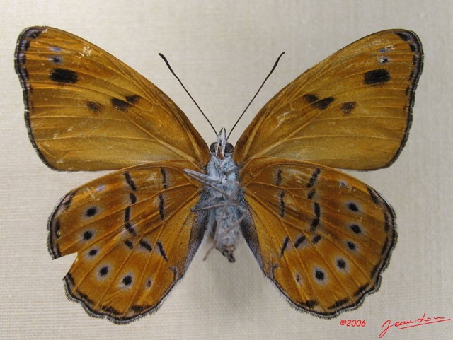 006 Lepidoptera (FV) Nymphalidae Biblidinae Sevenia amulia f IMG_1784WTMK.JPG