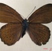 007 Lepidoptera (FD) Nymphalidae Biblidinae Sevenia amulia m IMG_1785WTMK.JPG