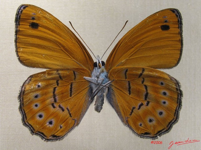 008 Lepidoptera (FV) Nymphalidae Biblidinae Sevenia amulia m IMG_1786WTMK.JPG