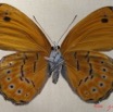 008 Lepidoptera (FV) Nymphalidae Biblidinae Sevenia amulia m IMG_1786WTMK.JPG