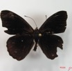 009 Lepidoptera (FD) Nymphalidae Biblidinae Sevenia occidentalium m IMG_2066WTMK.JPG