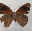 010 Lepidoptera (FV) Nymphalidae Biblidinae Sevenia occidentalium m IMG_2067WTMK.JPG